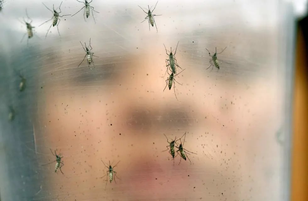 Mosquitos, un “mal” que sobrevuela Córdoba: 4 técnicas caseras para ahuyentarlos y evitar picaduras.