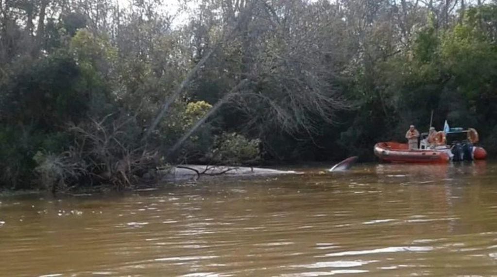 Apareció una ballena en el Río Paraná, en Escobar (Web)