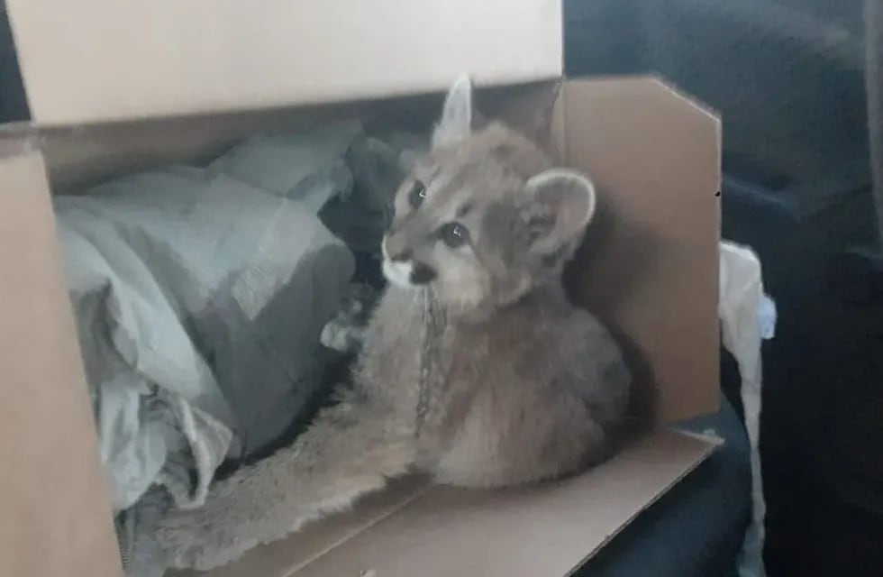 Puma rescatado en la Terminal de Caucete.