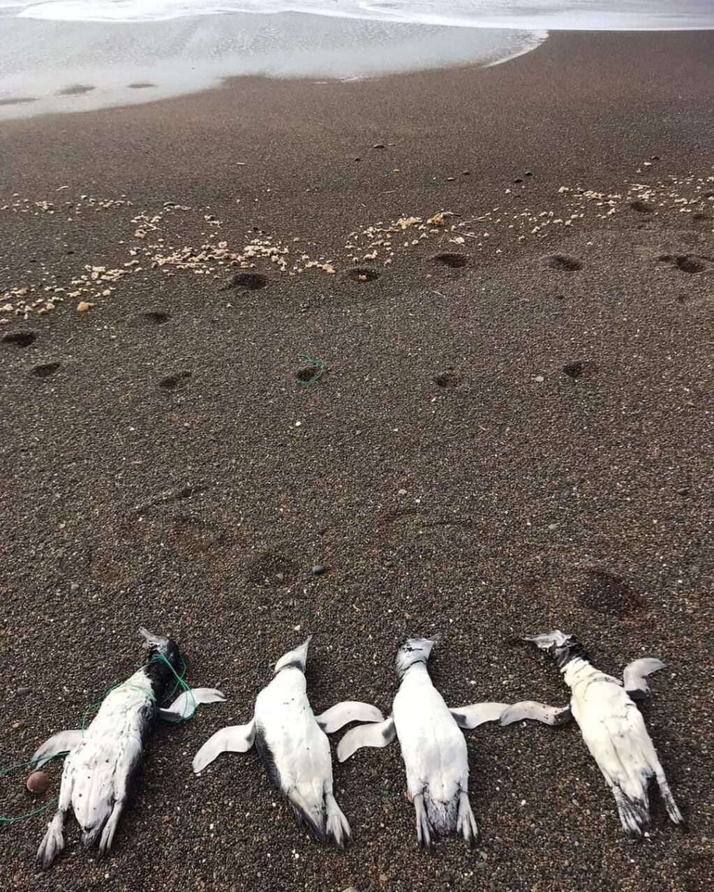 Encontraron pingüinos sin vida en Playa Unión, Chubut.