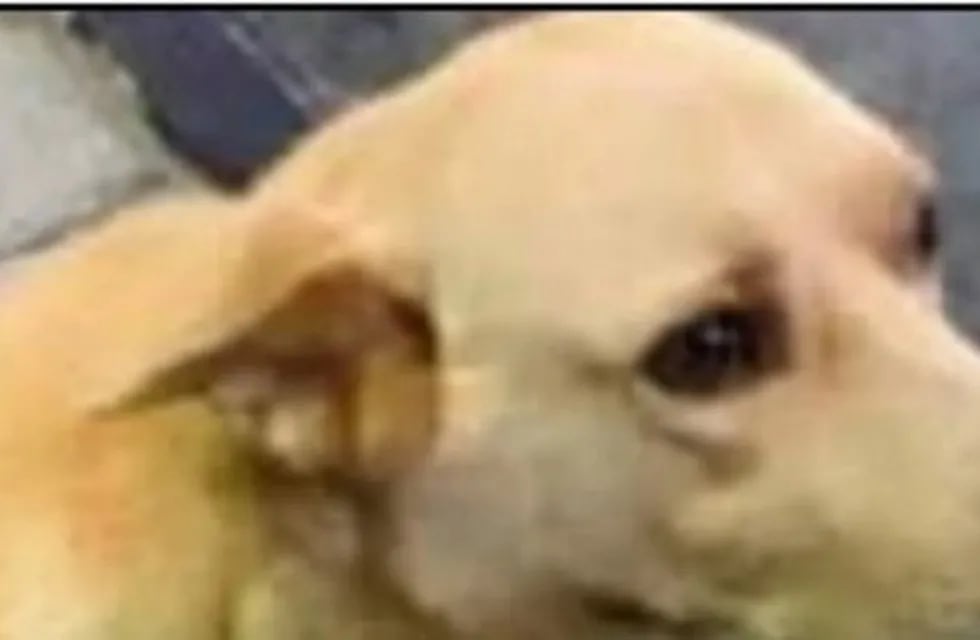 Mar del Tuyú: ató a un perro a su camioneta y lo arrastró hasta matarlo
