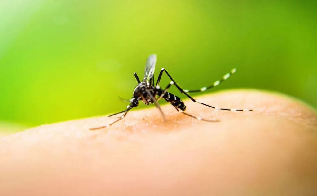Ya son cuatro los casos de dengue a nivel general.