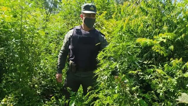 Incautan una plantación de marihuana en Paraje Gramado