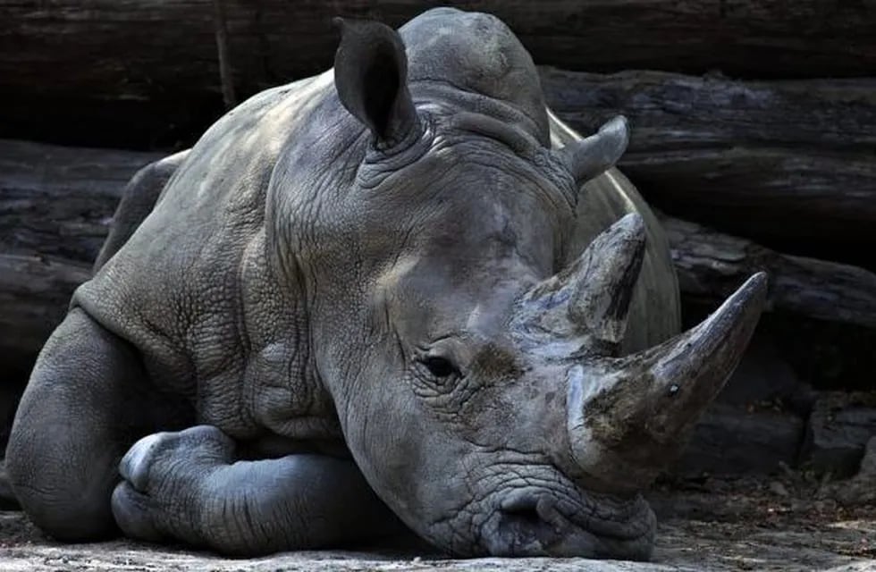 Indignante: escribieron sus nombres en el lomo de un rinoceronte (Foto: Imagen ilustrativa)