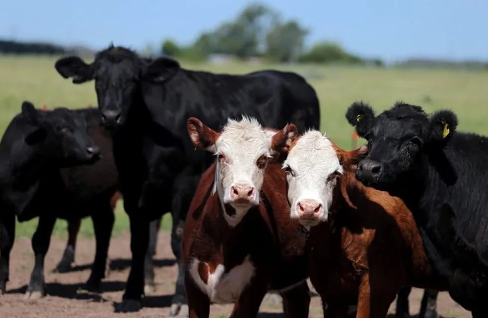 Cows graze in a farm near Chascomus, Argentina, November 10, 2016. Picture taken November 10, 2016.  REUTERS/Marcos Brindicci chascomus  ganado en un campo cerca de chascomus ganado vacuno vacas