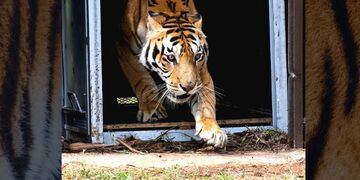Liberaron a los tigres de San Luis en Sudáfrica
