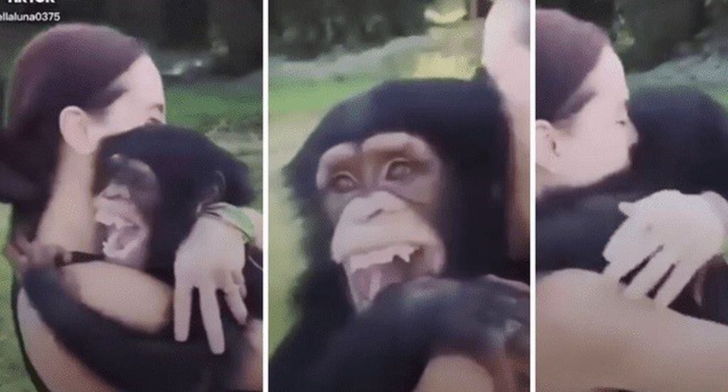 Emotivo encuentro de un chimpancé con su antigua criadora (Web)