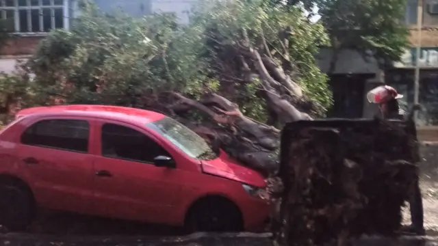 Temporal en Posadas: derribó árboles y causó complicaciones en la ciudad