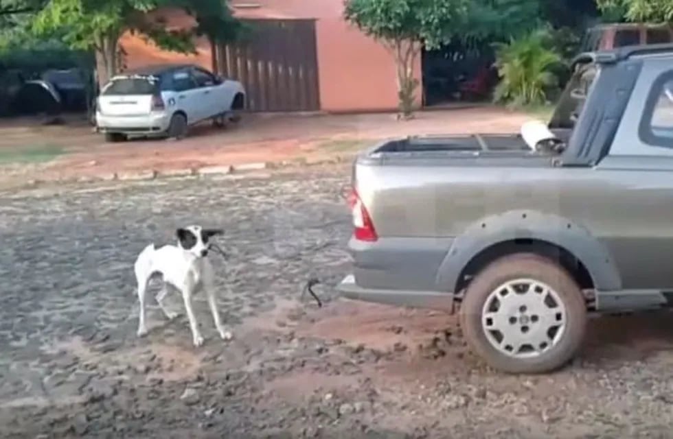 Brutal ataque a un perrito.