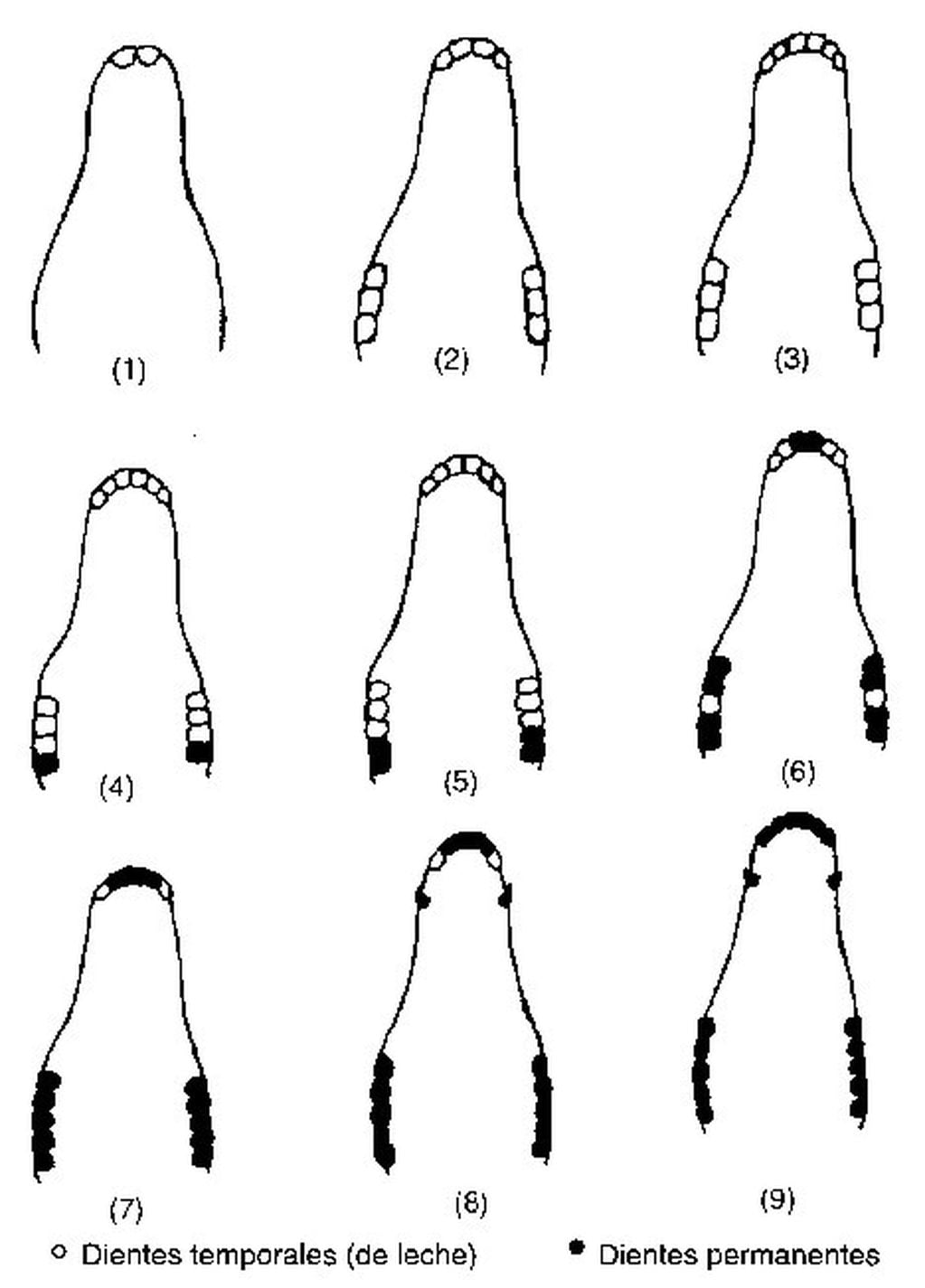 Los dientes en las mandíbulas superior e inferior son semejantes. 
(1) Nacimiento: 2 dientes incisivos temporales. 
(2) Un mes de edad: 4 dientes incisivos temporales y 3 molares temporales a cada lado. 
(3) De los seis a nueve meses: 6 incisivos temporales. 
(4) Al año: 4 molares. 
(5) Al año y medio: 5 molares. 
(6) A los dos años y medio: 2 dientes permanentes sustituyen a 2 temporales. 
(7) A los tres años y medio: 4 dientes incisivos permanentes. 
(8) A los cuatro años: 4 caninos y 6 molares. 
(9) A los cuatro años y medio: 6 incisivos permanentes. 
Fuente: Sisson y Grossman