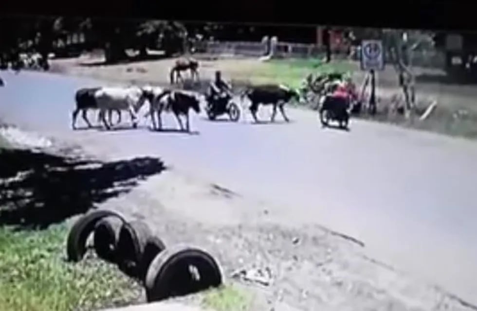 El momento en el que una vaca derriba a un motociclista con una patada voladora