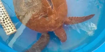 Rescatan Tortugas marinas en Reta