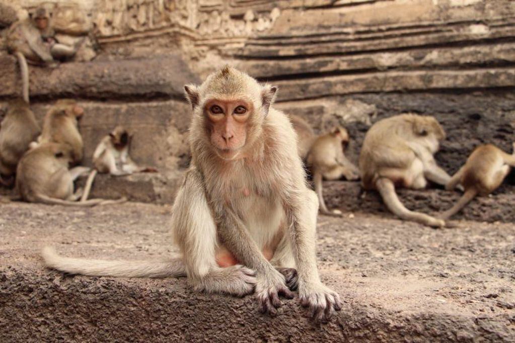 Un macaco observa junto a uno de los muros del templo Prang Sam Yot en Lopburi, en la región central de Tailandia. EFE