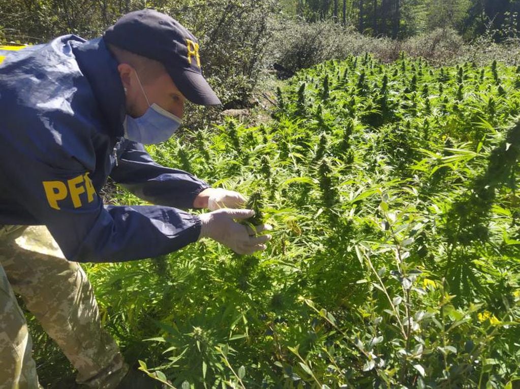 Efectivos de la PFA secuestraron unas 100 plantas de cannabis sativa.