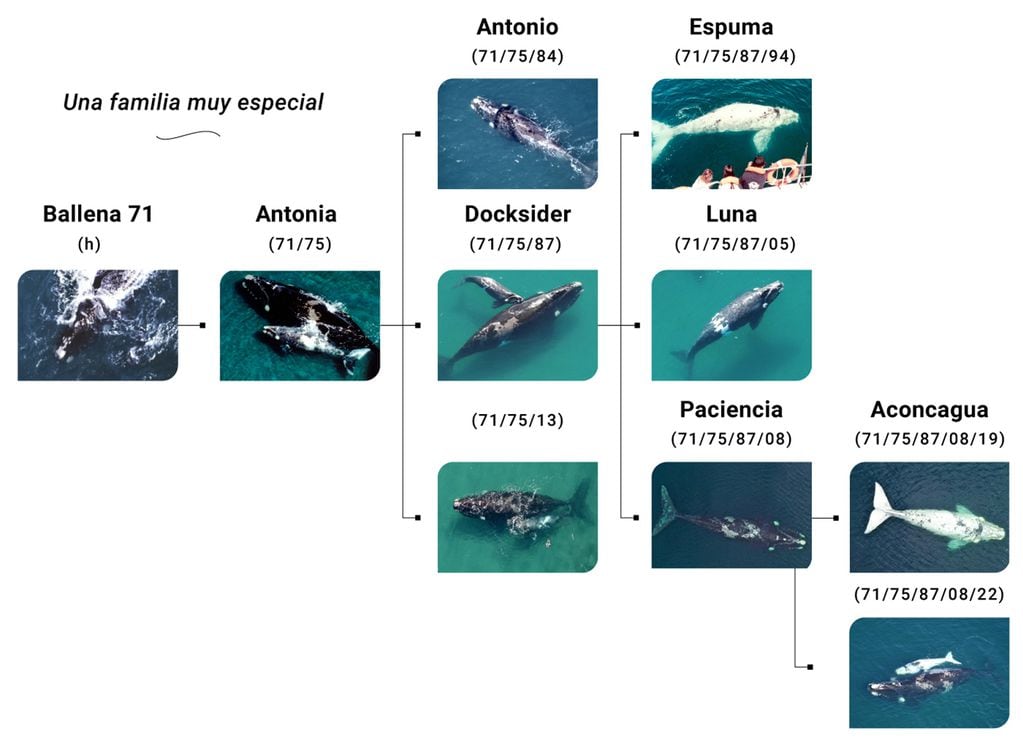 El árbol genealógico de la familia de ballenas que viven en la Península de Valdés, Chubut.