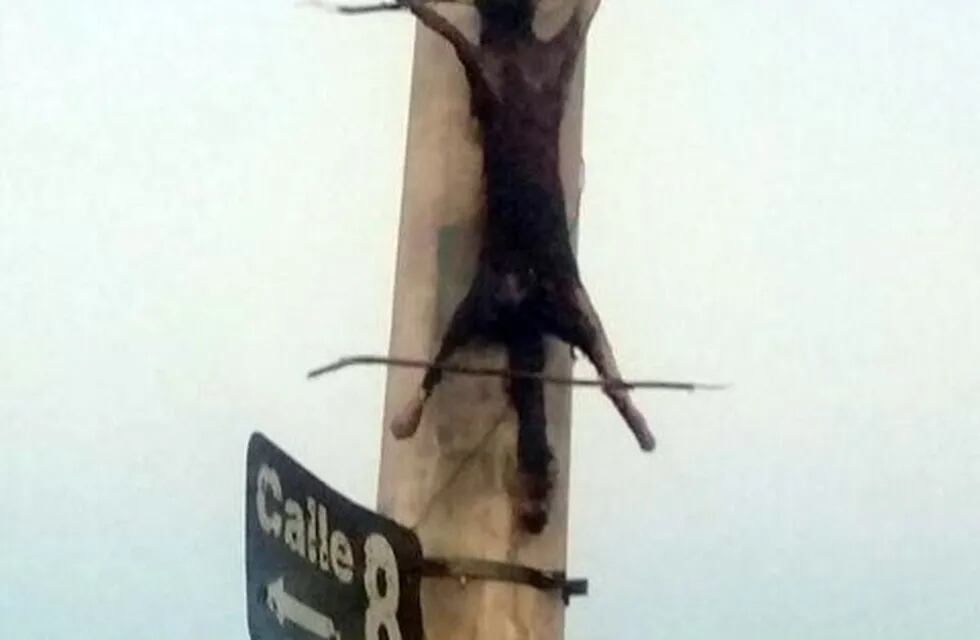 El zorro fue crucificado en un poste de luz de una localidad rural de San Juan.