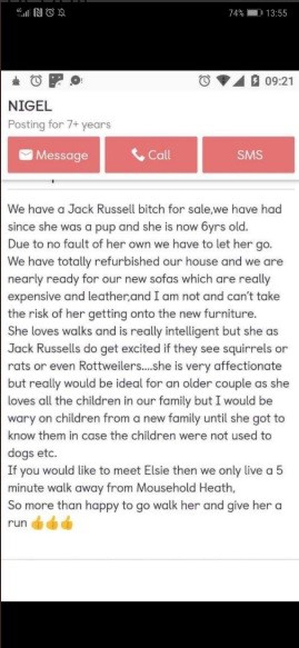 Una familia de Inglaterra vende a su perro de raza Jack Russell para preservar los sillones nuevos de la casa