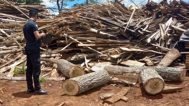 San Vicente: secuestran apeo ilegal de madera nativa