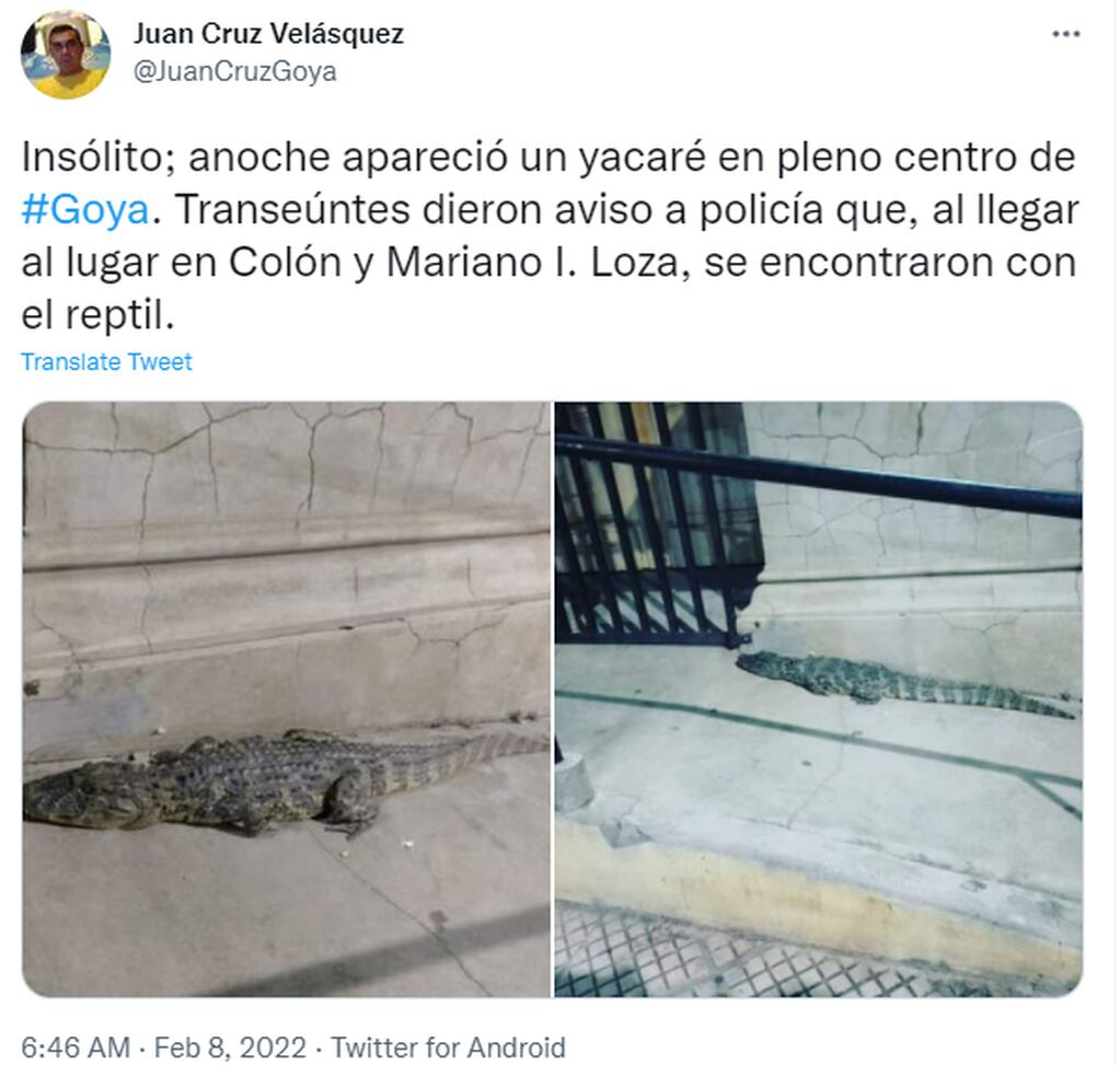 Encuentran un yacaré en el centro de Goya, Corrientes.