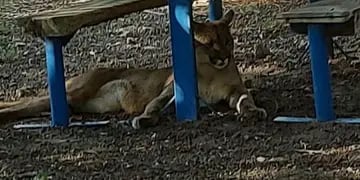 Puma suelto en San Marcos Sierra.