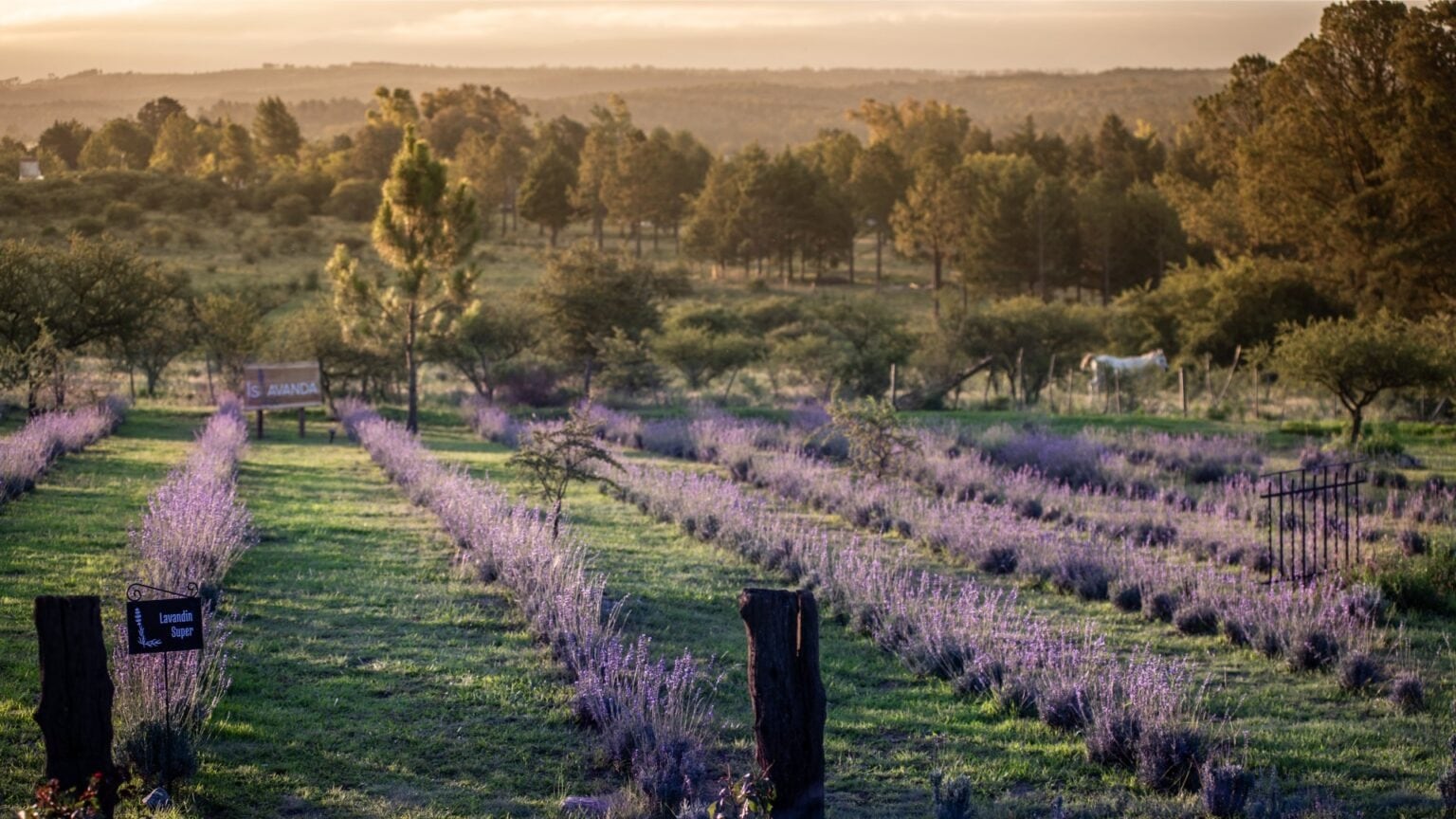 El campo de lavandas ubicado en Los Reartes.