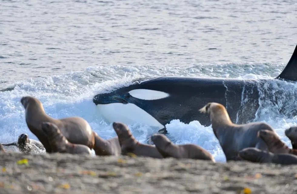 Las crías de lobos son las presas de las orcas.Fotos Maxi Jonas