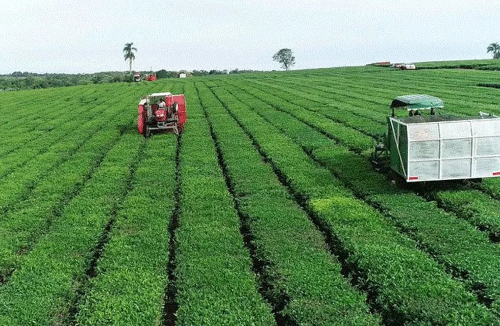 La cosecha 2020 de té de Leandro N. Alem se encuentra en su última fase