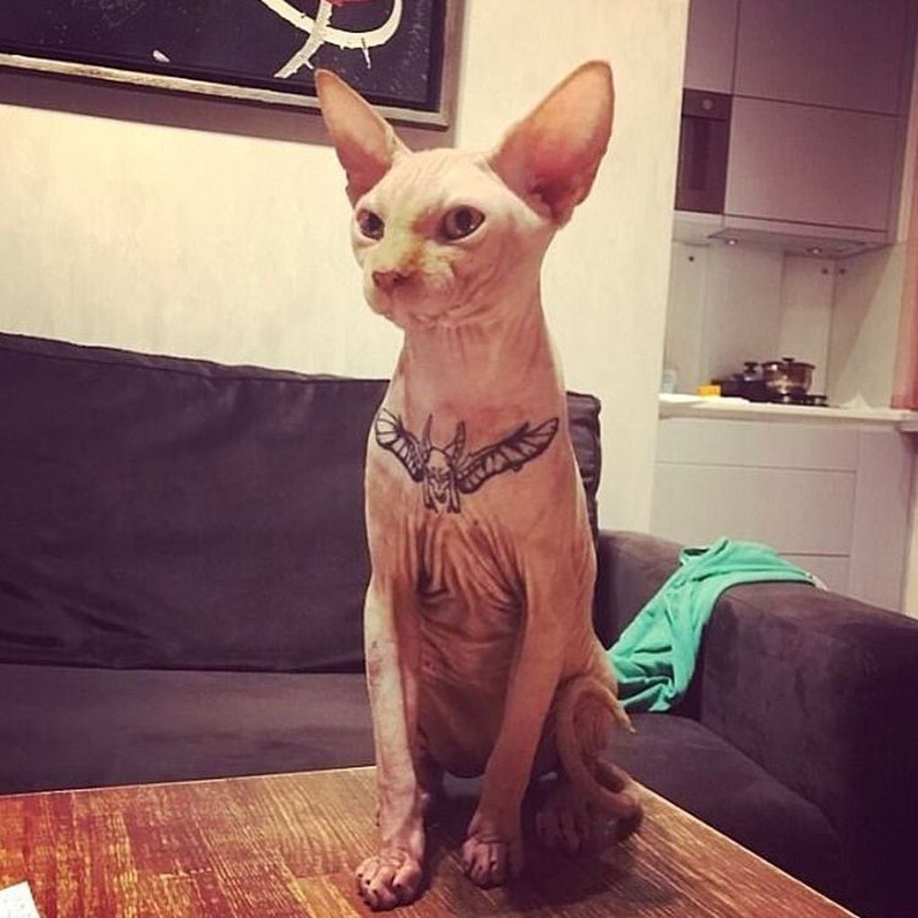 Una influencer tatuó a su gato y despertó repudio en las redes