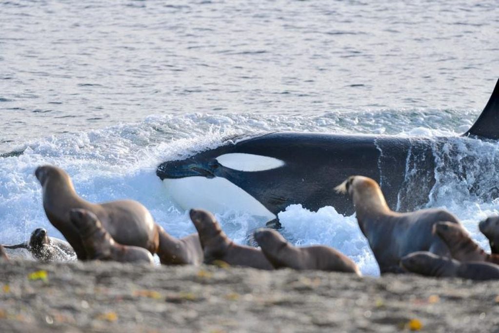 Las crías de lobos son las presas de las orcas.Fotos Maxi Jonas