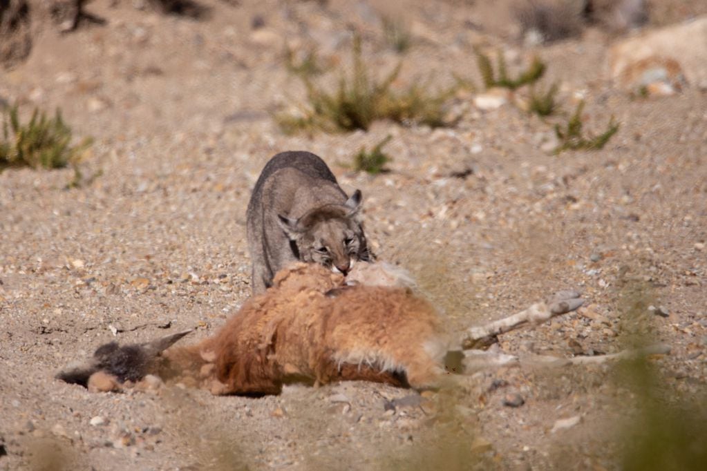 Fotos y videos del impactante avistaje de un puma en Villavicencio comiendo un guanaco: su rol clave en el ecosistema. Foto: Gentileza Martín Pérez.