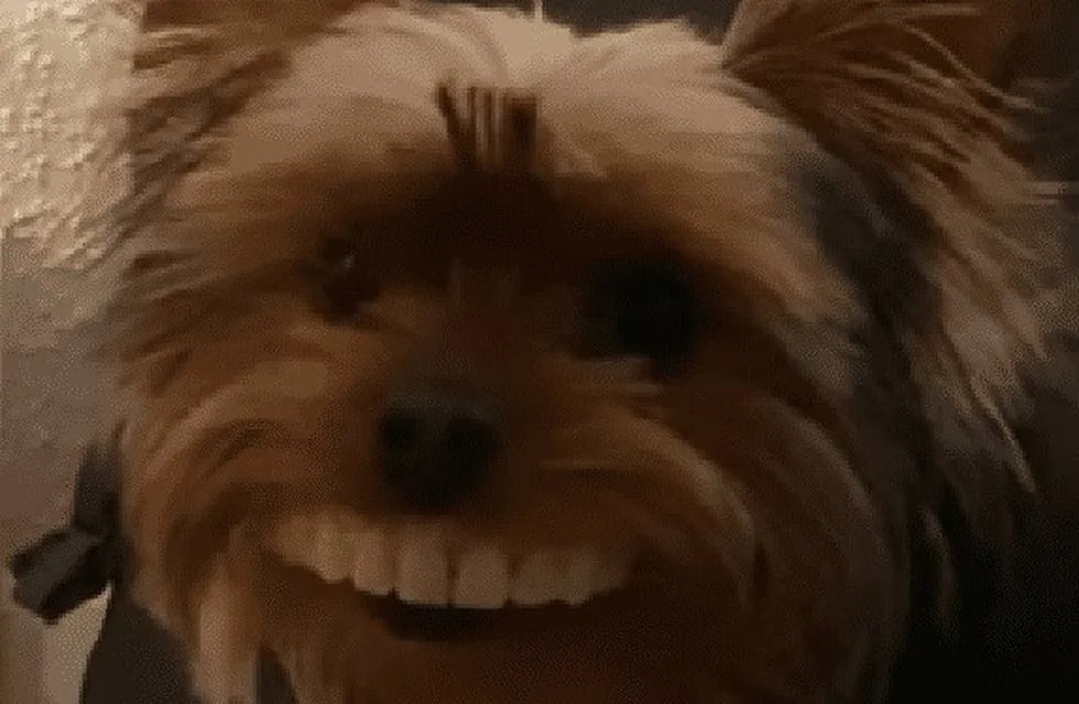 Perrito robo dentadura de su dueño