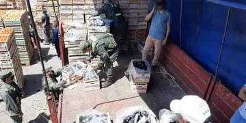 Gendarmería secuestró casi 100 kilos de hojas de coca escondida entre berenjenas