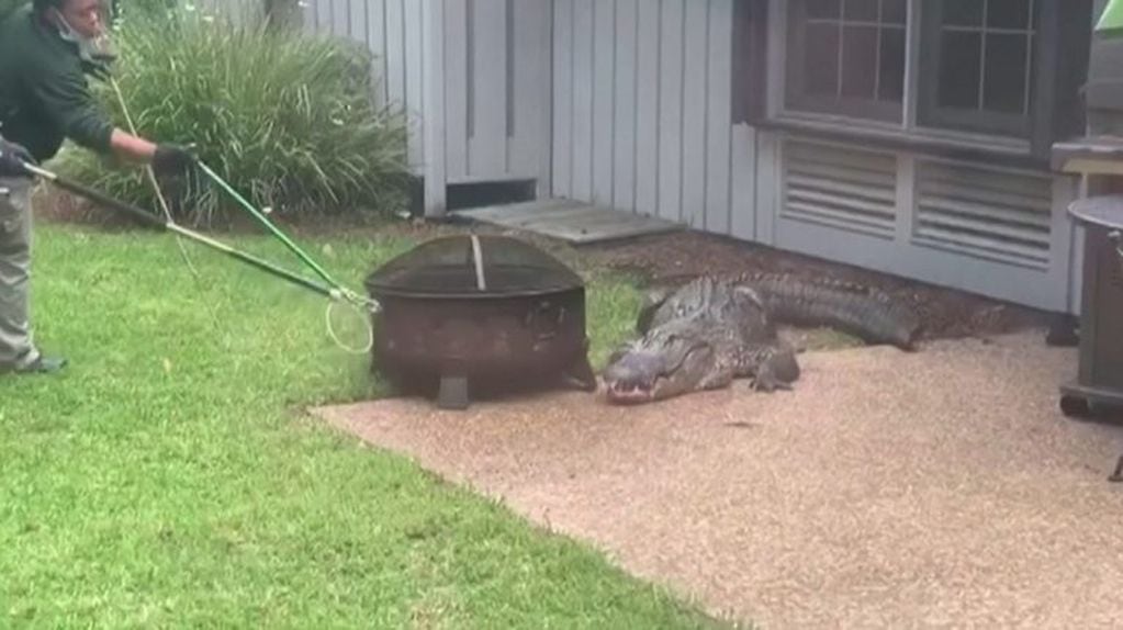 Una familia encontró un cocodrilo gigante paseando por el patio de su casa (Foto: web)