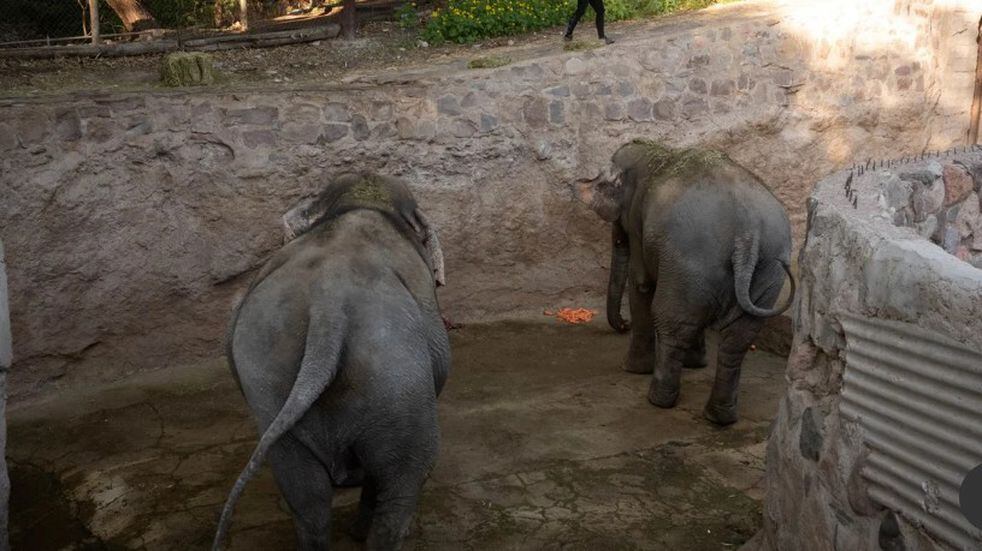 Gracias a la apertura del puente Tancredo Neves dos elefantas cruzarán para ir a un Santuario en Brasil