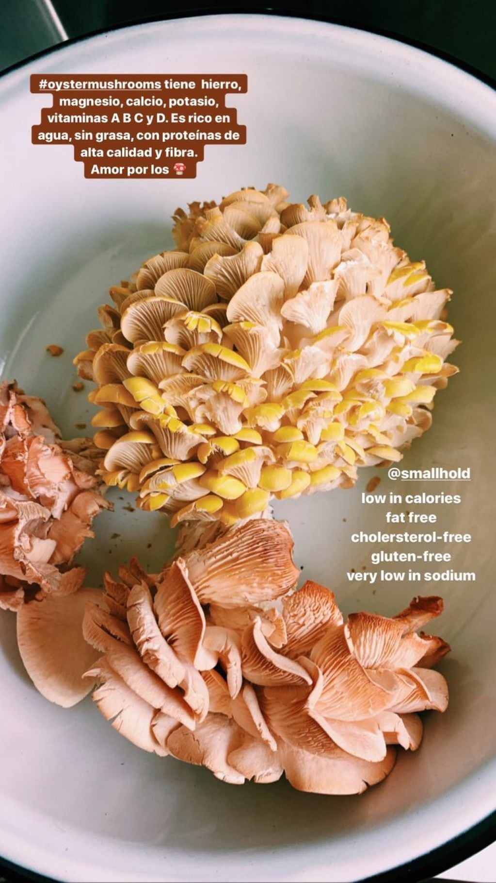 Calu Rivero reveló que come hongos y explicó sus propiedades para la salud (Instagram/ lacalurivero)