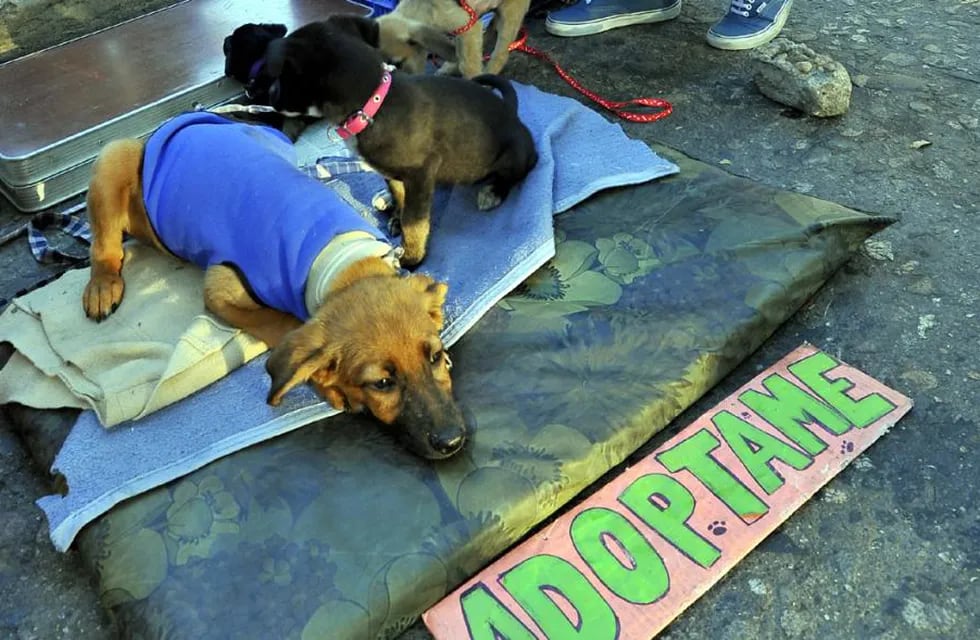 La realidad que viven los perros en adopción (La Voz / Archivo).