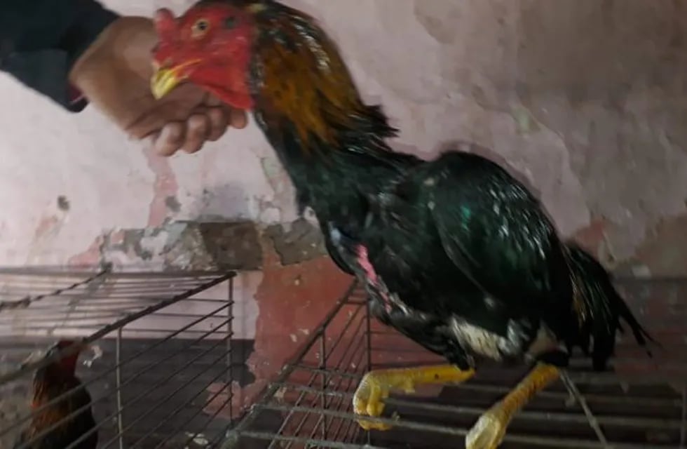 Dos hombres fueron detenidos por organizar riñas de gallos en Cerrillos