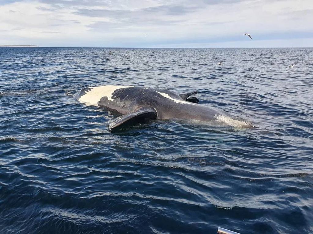 Encontraron media docena de ejemplares de ballenas muertas en Puerto Pirámides.