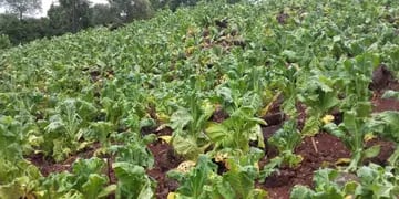 La lluvia, viento y granizo afectó a la producción de tabaco en San Vicente