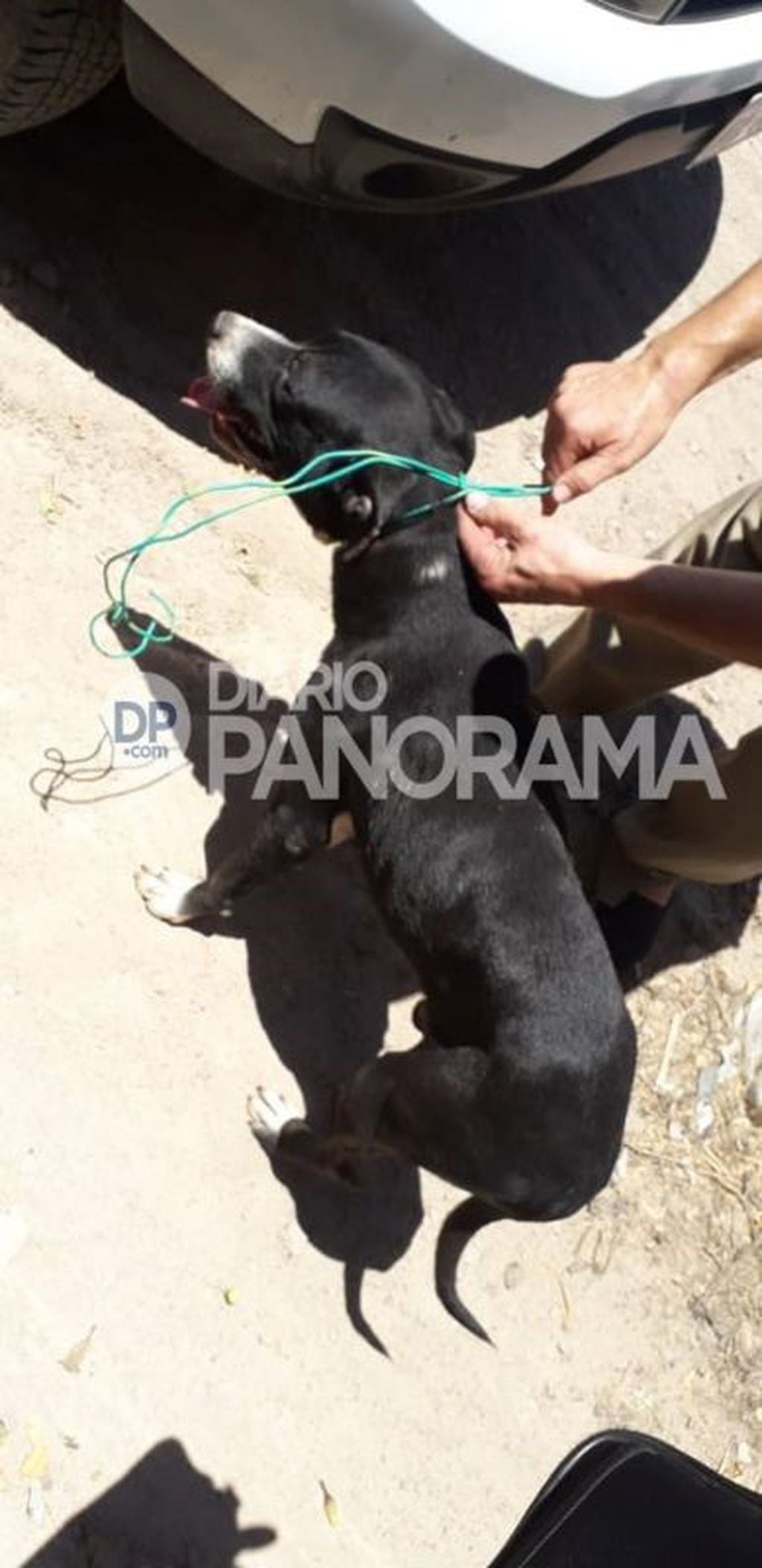 El perrito fue rescatado y se recupera en un Refugio (Foto: Diario Panorama)