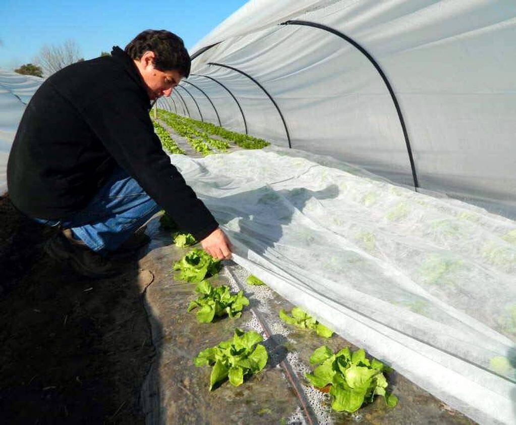 Crece la cantidad de cultivos hortícolas protegidos en Mendoza