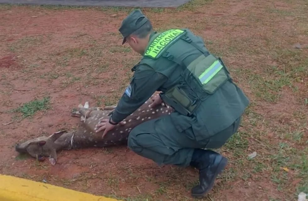 San Vicente: hallan malherido a un ciervo axis que lamentablemente falleció.