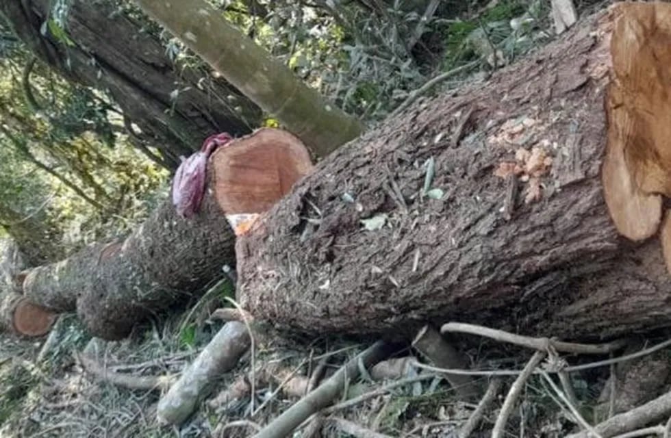 Detectaron desmonte de madera nativa en una reserva en El Soberbio.