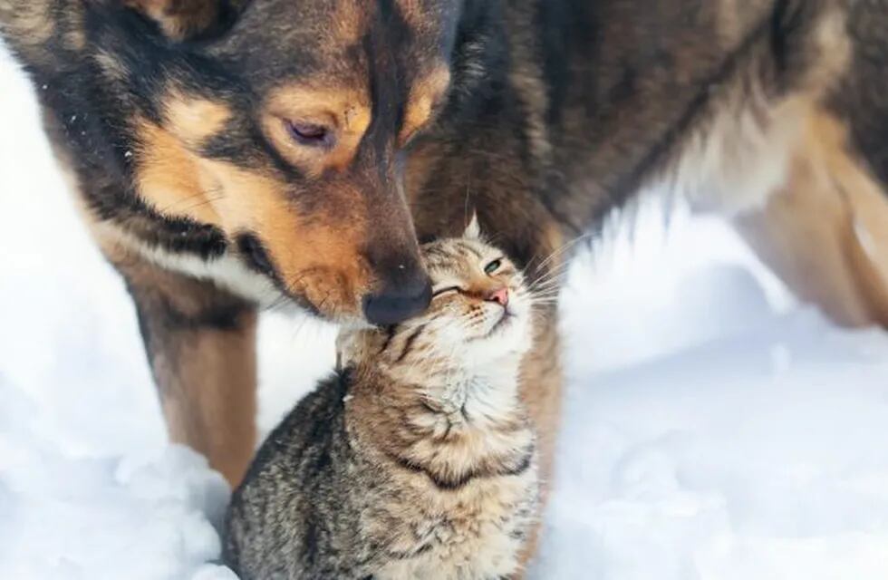 Vacunación antirrábica y desparasitación felina y canina en barrios de Oberá. (Web)