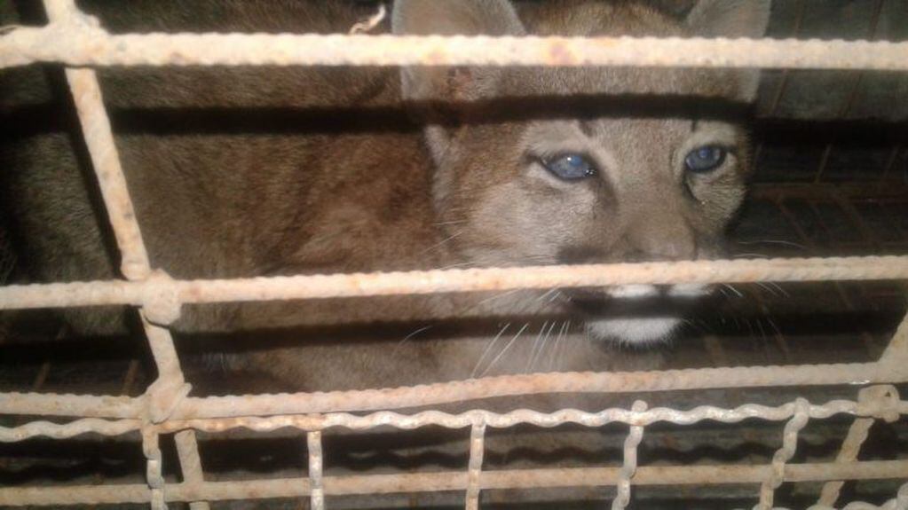 Cachorro de Puma encontrado en Caroya (Policía)