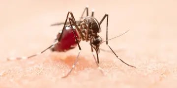 Utilizan una estrategia de nexos epidemiológicos ante el aumento de casos de dengue en Misiones