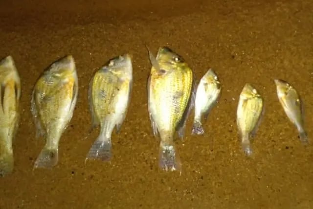 Hallan una serie de peces muertos en El Brete de la ciudad de Posadas