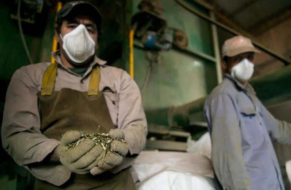 COMERCIO. El año pasado se exportaron más de 40.000 toneladas de yerba mate. (Ministerio de Agricultura de la Nación)