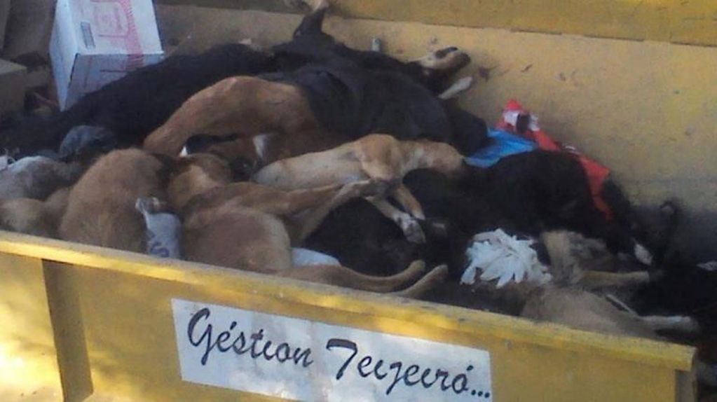 Matanza de perros en Dean Funes (Gentileza La Voz)