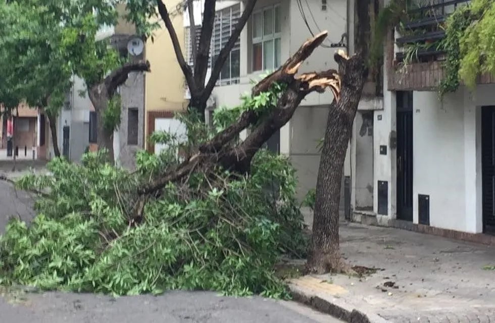 En Cochabamba al 300 un árbol quedó dañado por las fuertes ráfagas de viento. (@robertocaferra)
